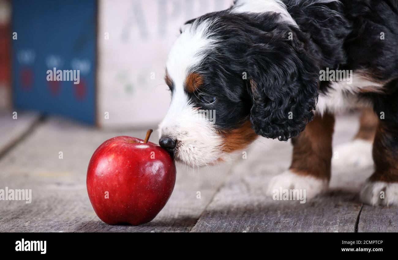 F1 Miniature Bernedoodle cucciolo a 5 settimane di età sniffing an apple di fronte al muro di mattoni Foto Stock