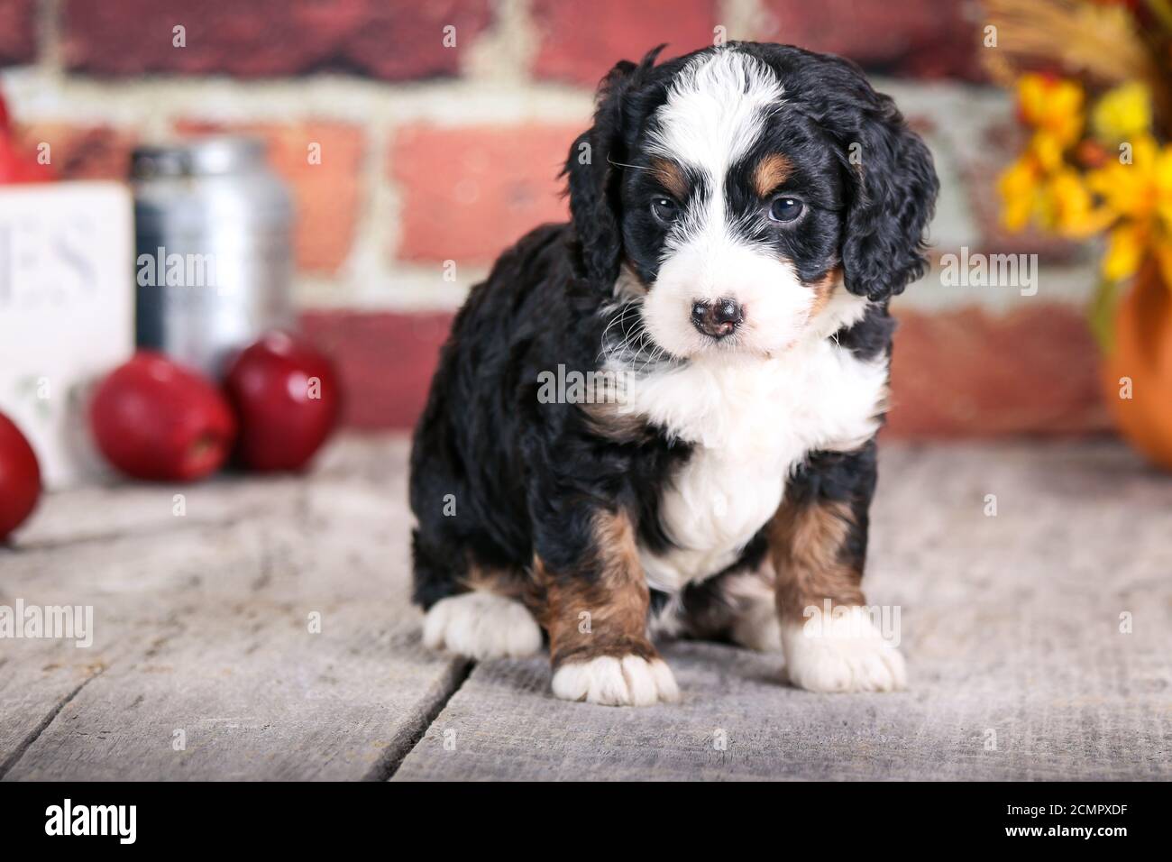 F1 Miniature Bernedoodle cucciolo a 5 settimane di età davanti di muro di mattoni con mele Foto Stock