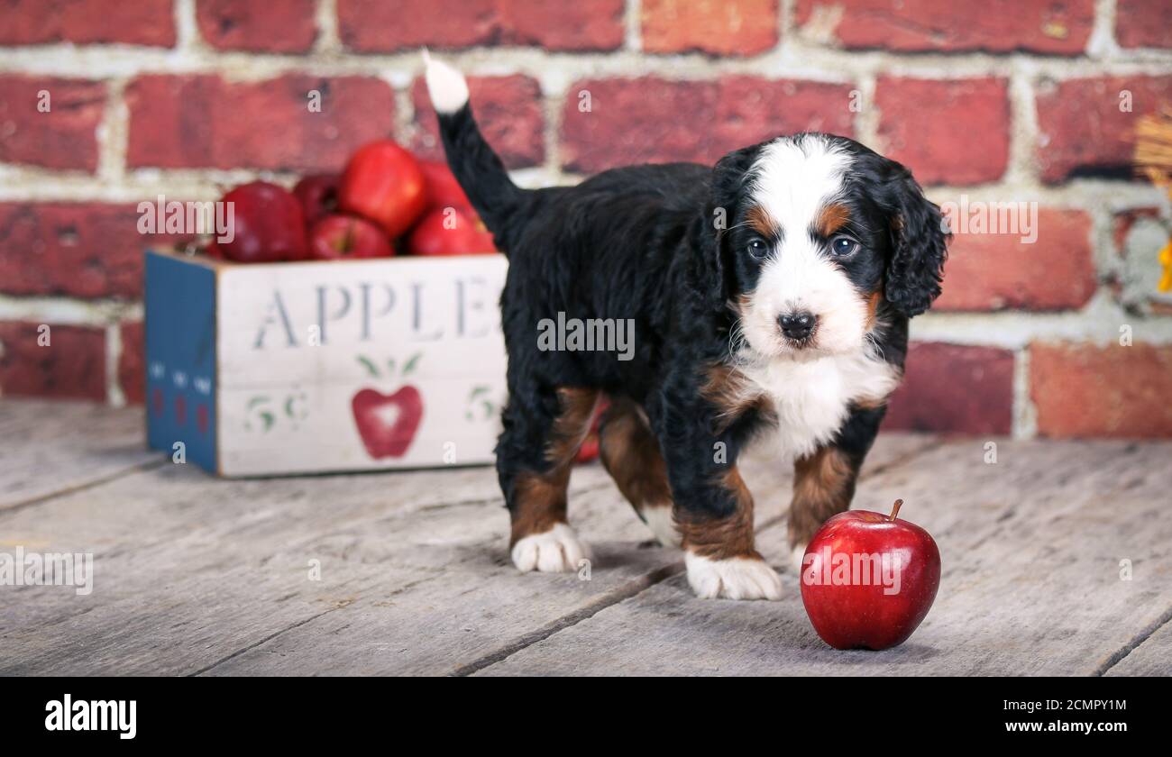 F1 Miniature Bernedoodle cucciolo a 5 settimane di età davanti di muro di mattoni con mele Foto Stock