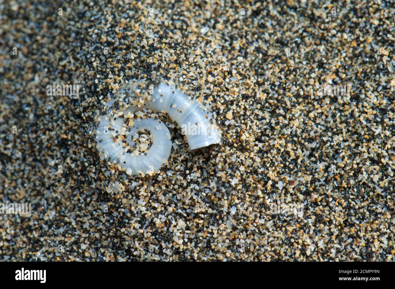 Conchiglia interna di spirula spirula nella spiaggia di Cofete. Jandia. Fuerteventura. Isole Canarie. Spagna. Foto Stock