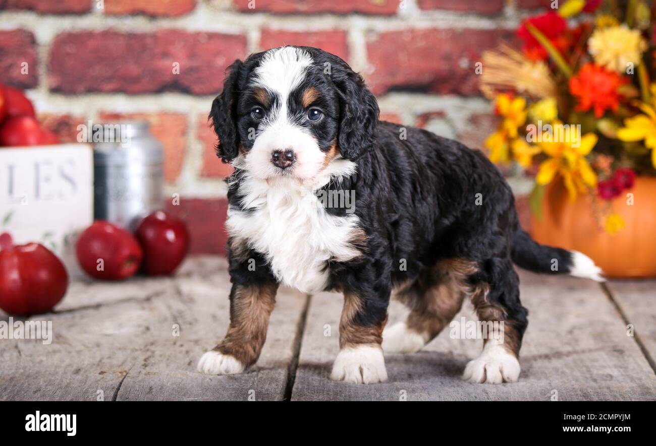 F1 Miniature Bernedoodle cucciolo a 5 settimane di età davanti di muro di mattoni con mele Foto Stock