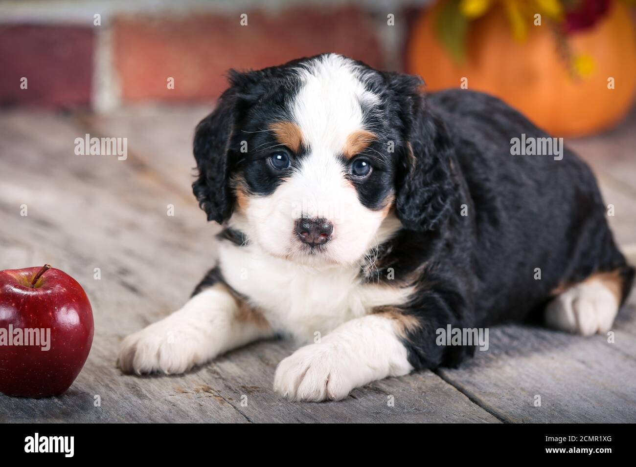 F1 Miniature Bernedoodle cucciolo a 5 settimane di età davanti di muro di mattoni con mele Foto Stock