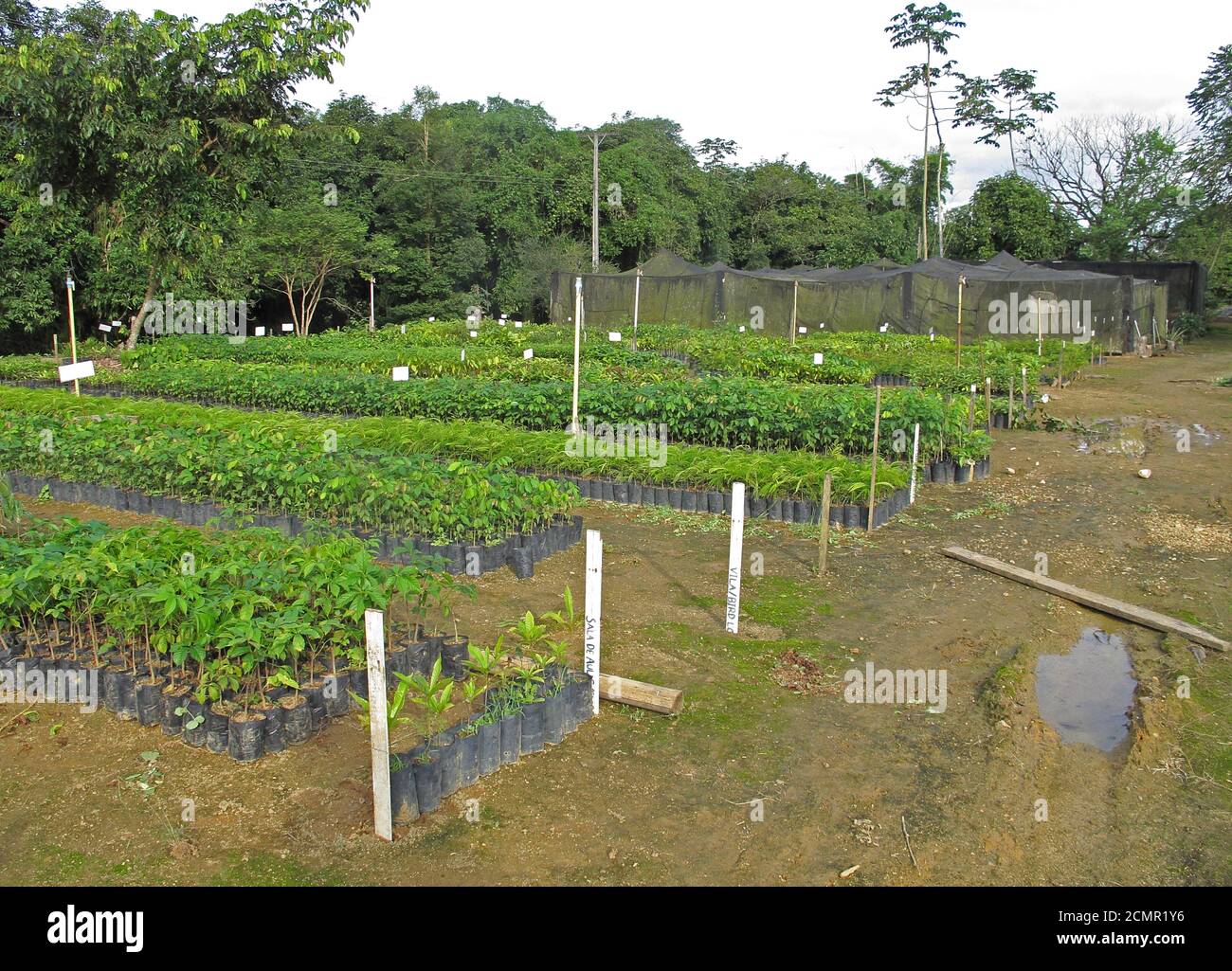 Albero vivaio per alberi nativi per l'uso nel ripristino foresta REGUA, foresta pluviale atlantica, Brasile Luglio 2015 Foto Stock