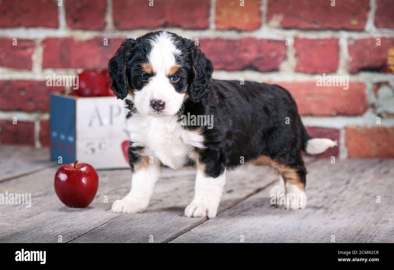 F1 Miniature Bernedoodle cucciolo a 5 settimane di età davanti di muro di mattoni con mele Foto Stock