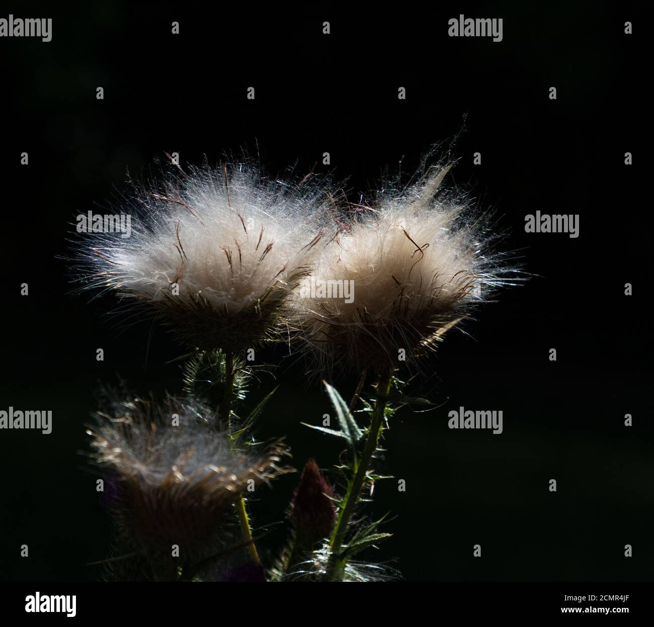 Fiori maturi del thistle di scrub comune in retroilluminazione prima sfondo più scuro Foto Stock