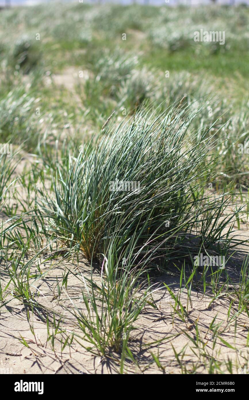 L'erba di Marram che cresce nella sabbia a Loyola Beach a Chicago, Illinois Foto Stock