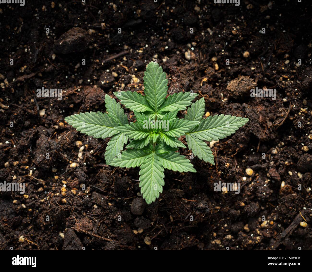 germogli di cannabis giovane in un vaso di fiori di casa Foto Stock
