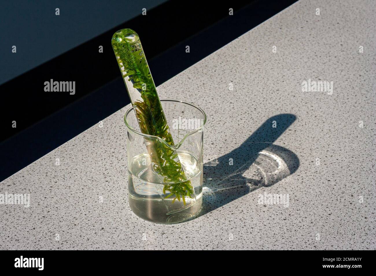 Infestare in una provetta capovolta riempita con acqua. Esperimento biologico per dimostrare la produzione di ossigeno in verde foglia. Utilizzato in classe biologica. Foto Stock