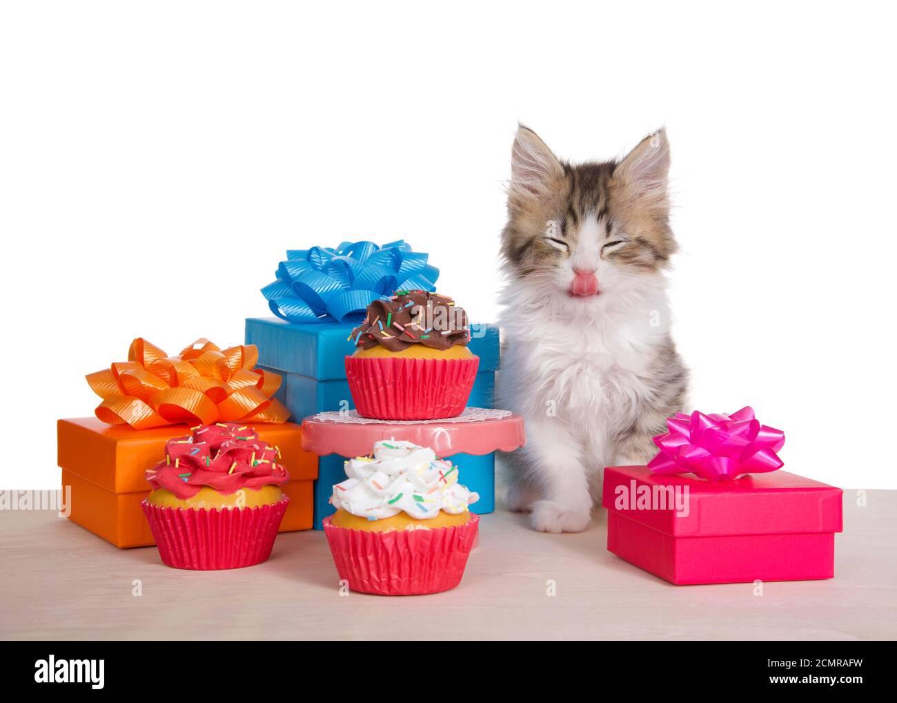 Norwegian Forrest Cat kitten seduta su un pavimento di legno chiaro accanto ad un piccolo tavolo a piedistallo con un cupcake al cioccolato ghiacciato, circondato da regali e. Foto Stock