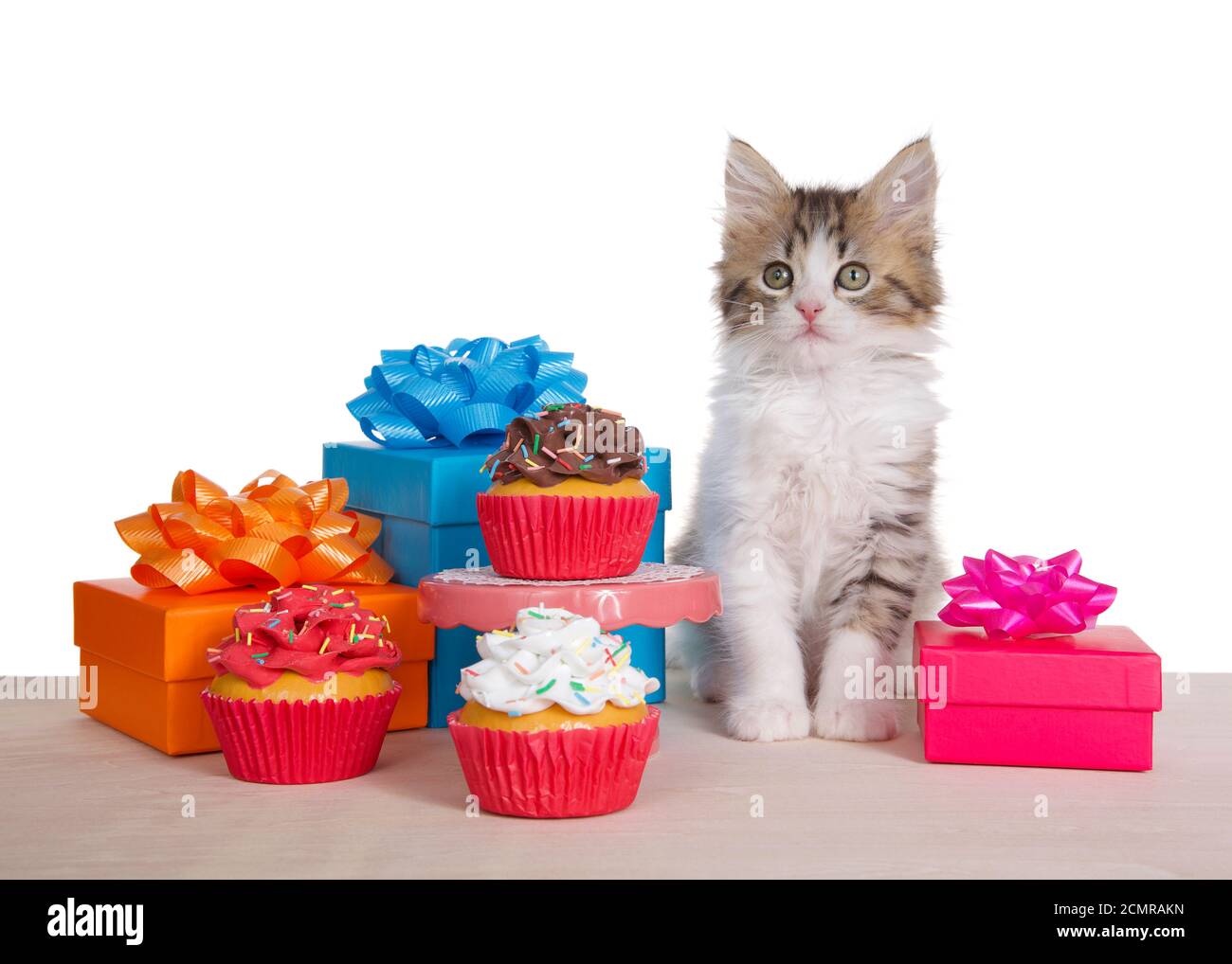 Norwegian Forrest Cat kitten seduta su un pavimento di legno chiaro accanto ad un piccolo tavolo a piedistallo con un cupcake al cioccolato ghiacciato, circondato da regali e. Foto Stock