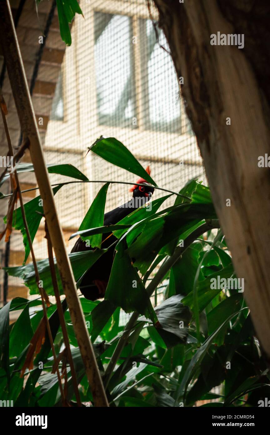 Un pernice di legno coronato di rosso o roul-roul appollaiato su un frondoso filiale Foto Stock