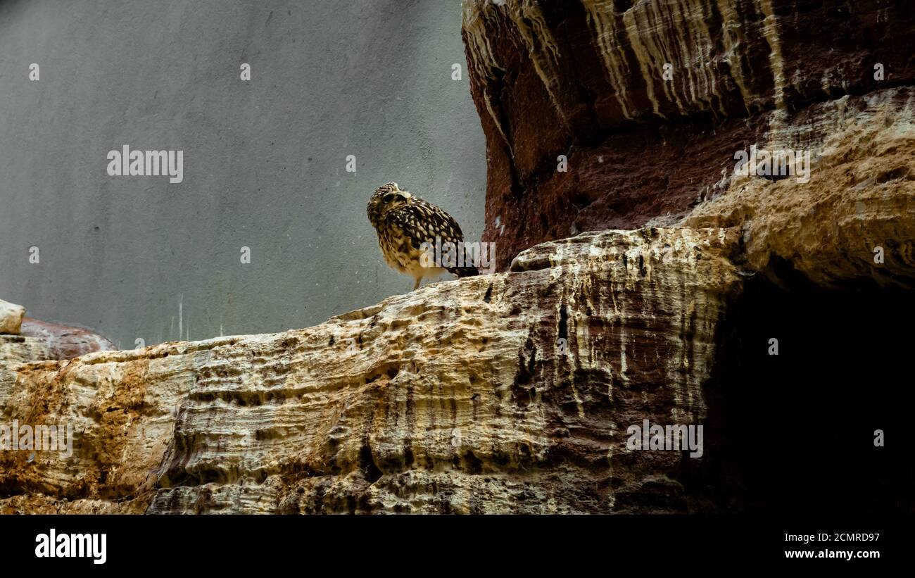 Piccolo gufo da burrowing seduto su una roccia con la sua testa girato Foto Stock