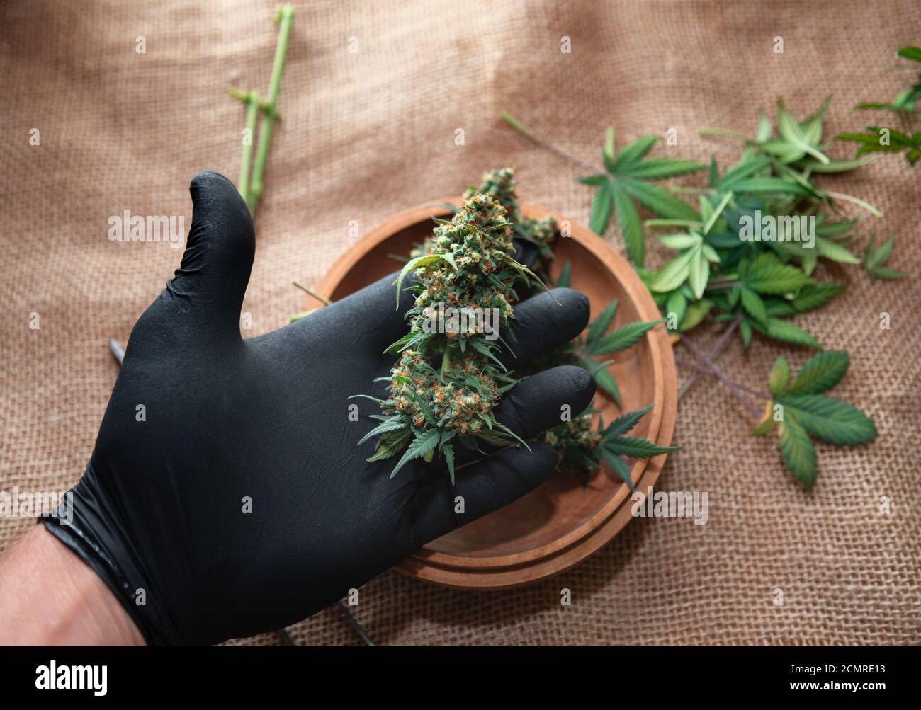 germogli di cannabis maturi in mani nere sul tavolo Foto Stock