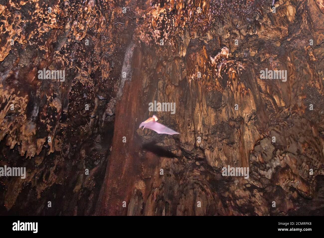 Decine di migliaia di pipistrelli in enormi grotte nel sud-est asiatico. Gli animali pendono dal soffitto e volano al buio con localizzatore. Massa di pipistrelli come direzione dell'uomo Foto Stock