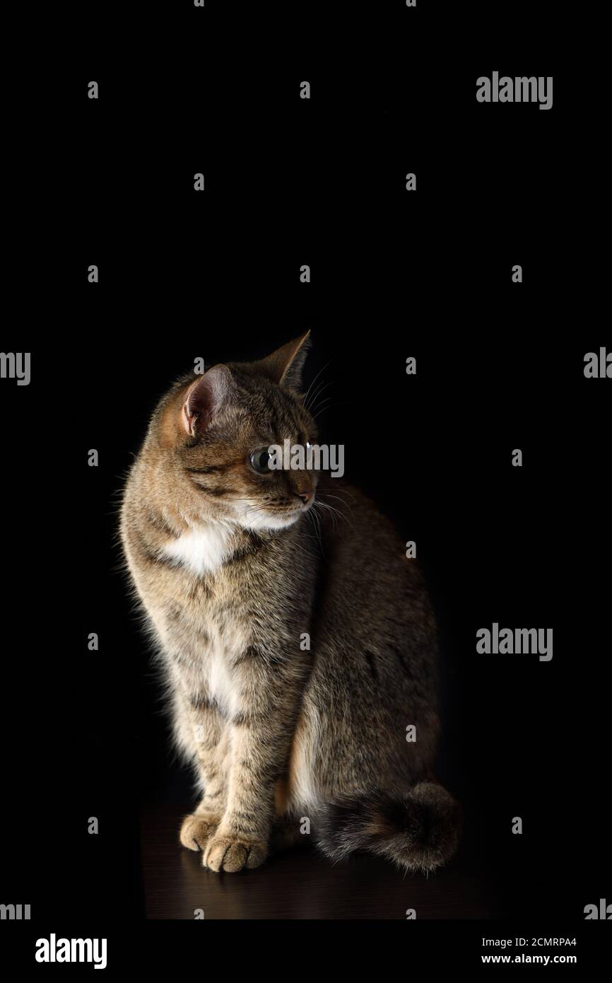 Ritratto di un macchiato, a pelo corto gatto su uno sfondo scuro Foto Stock