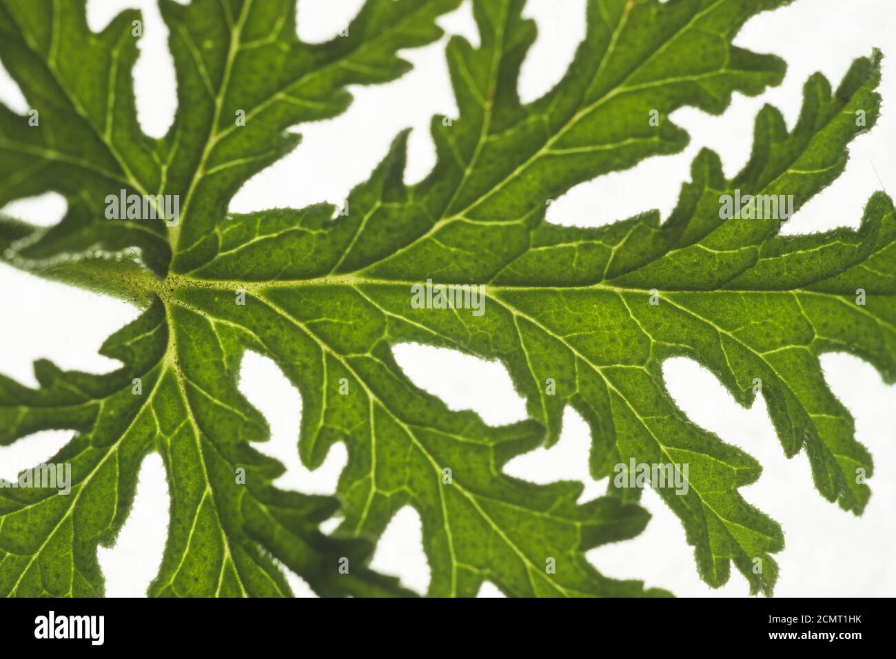 Macro primo piano ritratto di uscita pianta della Citronella , illuminazione studio, fuoco selettivo Foto Stock Macro primo piano ritratto di uscita pianta della Citronella , illuminazione studio, fuoco selettivo Foto Stock