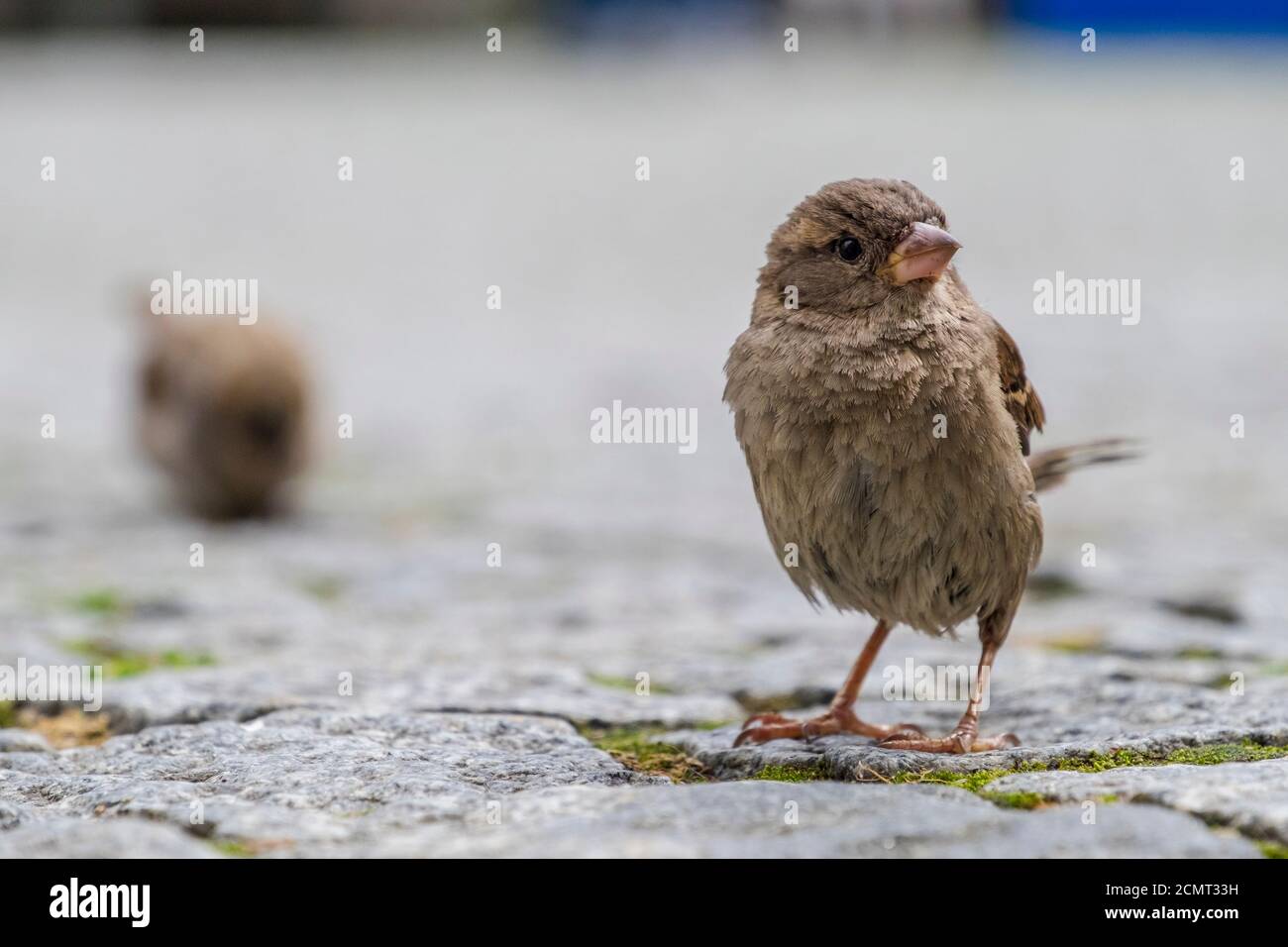 Un piccolo finch a terra. Foto Stock