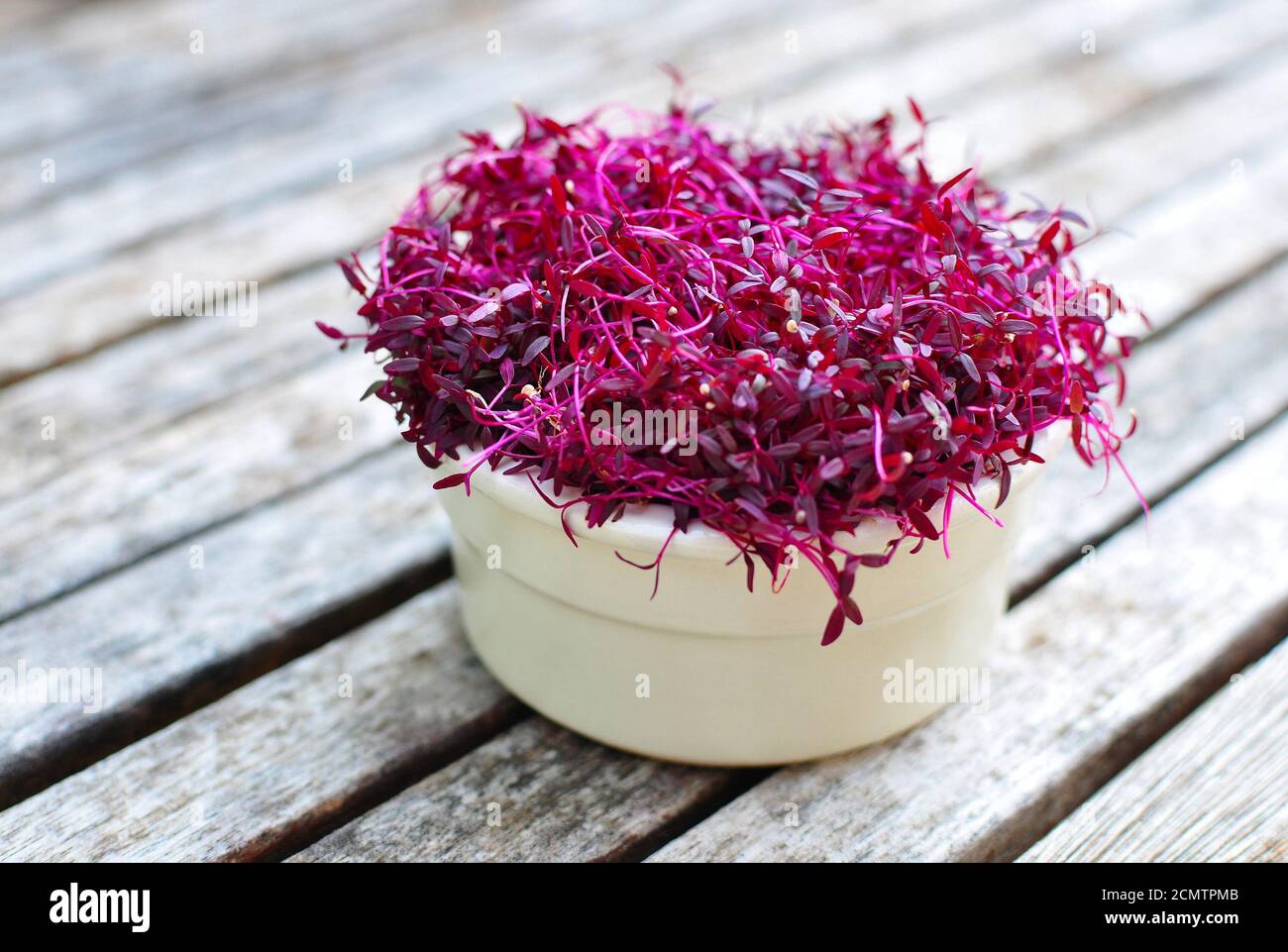 Red Purple Amaranth Micogreens forniscono proteine concentrate e aminoacidi per uno stile di vita vegano sano Foto Stock