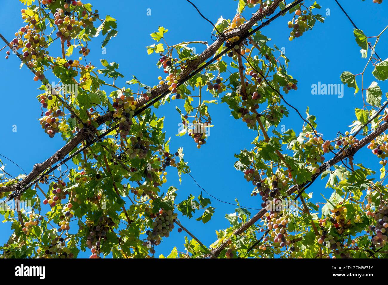 Vista dal basso. Appendere uve bianche e rosse circondate da foglie verdi e verdeggianti contro il cielo blu. Foto Stock