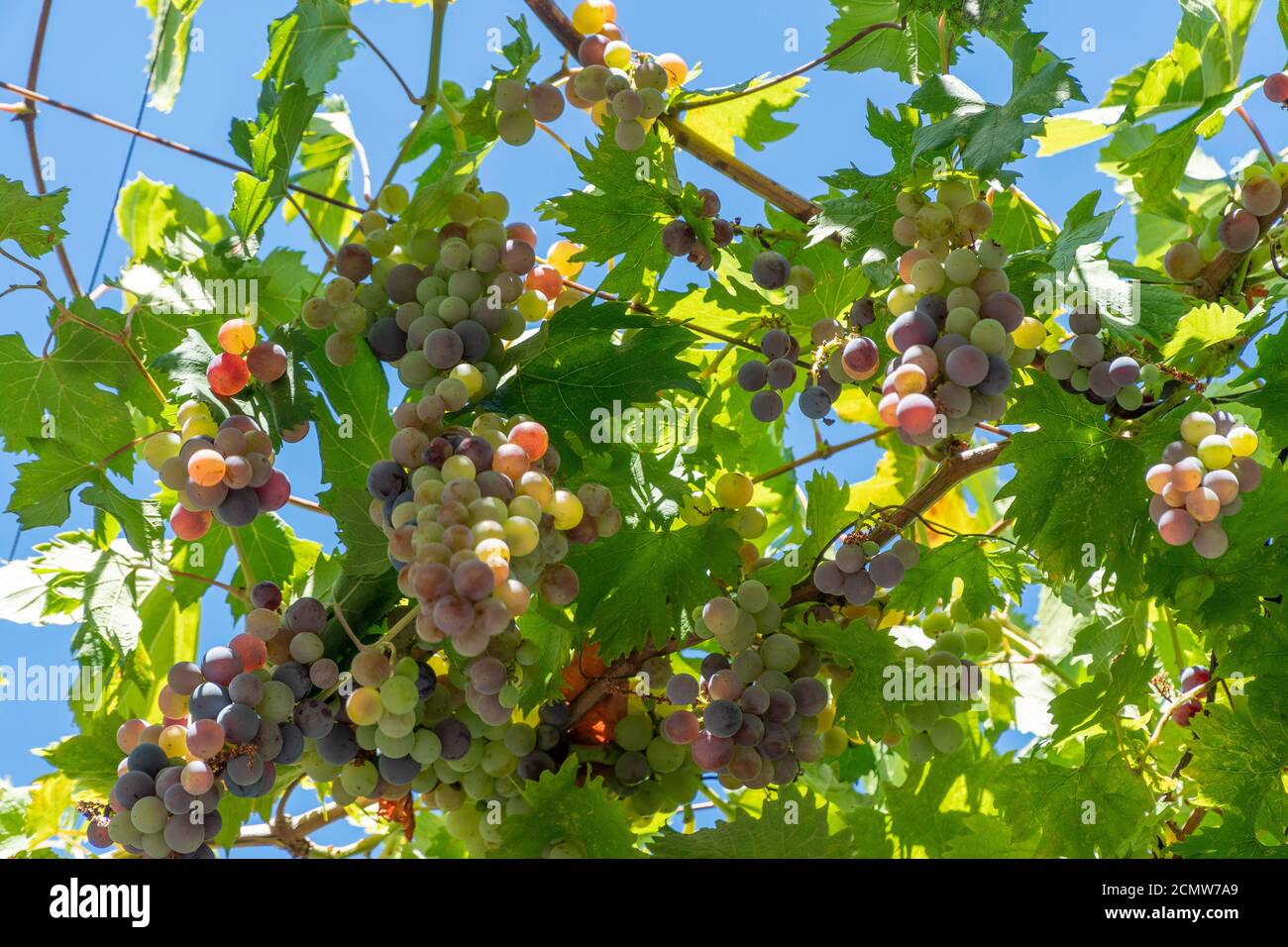 Appendere uve bianche e rosse circondate da foglie verdi e verdeggianti contro il cielo blu. Foto Stock
