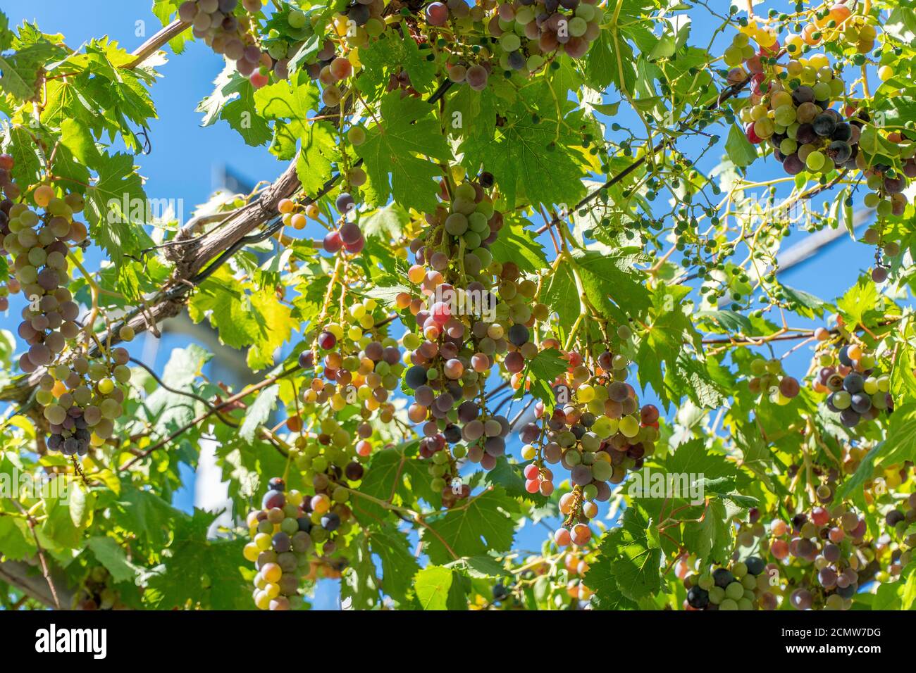 Da sotto. Molte uve bianche e rosse appese circondate da foglie verdi lussureggianti contro il cielo blu. Foto Stock