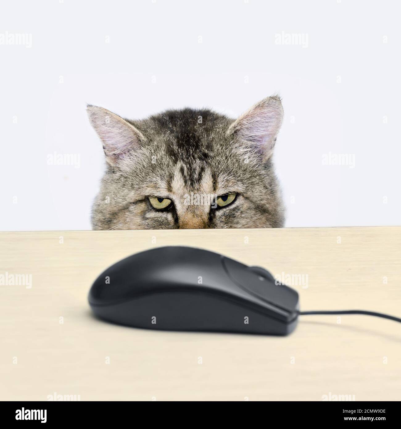 Cat caccia un mouse del computer giacente sul tavolo Foto Stock