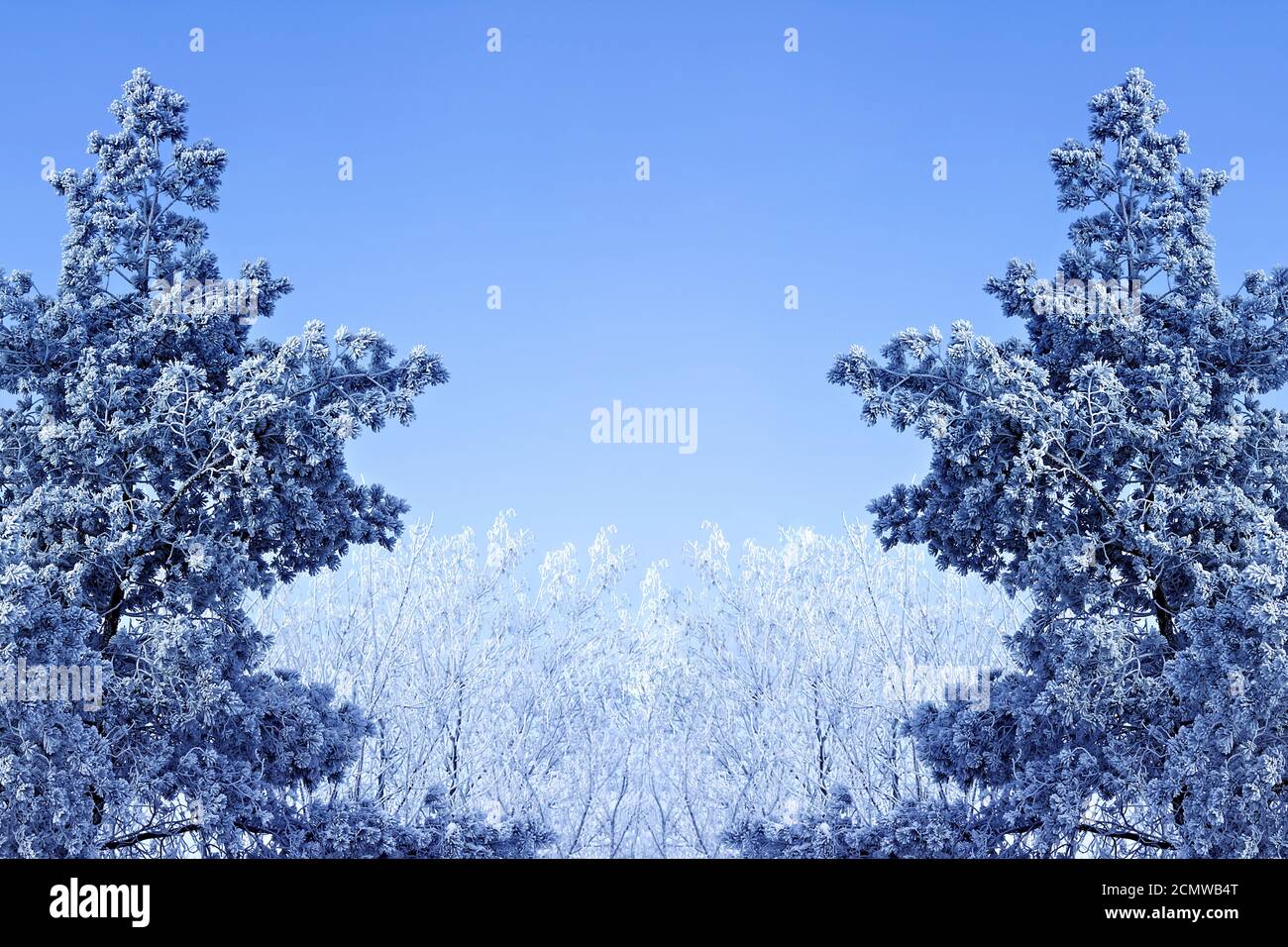 Inverno sfondo con rami di ghiaccio Foto Stock