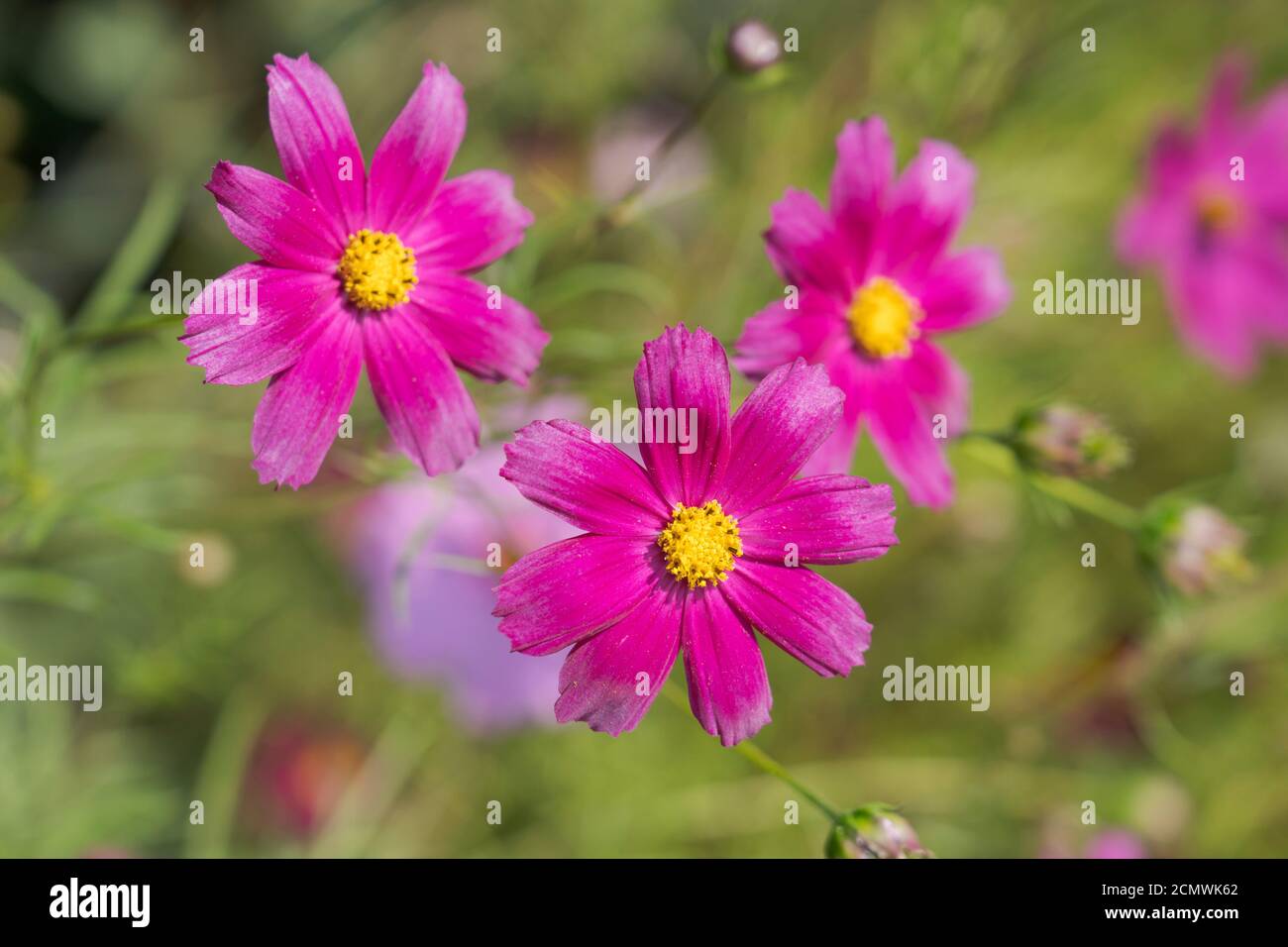 Fiori rosa porpora di Cosmos bipinnatus 'Sensation Mixed' Cosmos anche Comunemente chiamato il cosmo del giardino o l'astro messicano Foto Stock