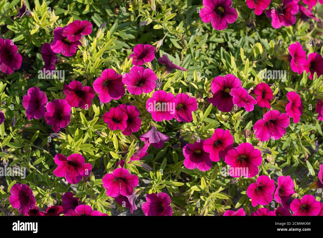 Fiori rosa magenta di Calibrachoa parviflora alla luce del sole, una pianta fiorente nella famiglia dell'ombra notturna conosciuta con il nome comune petunia mare Foto Stock