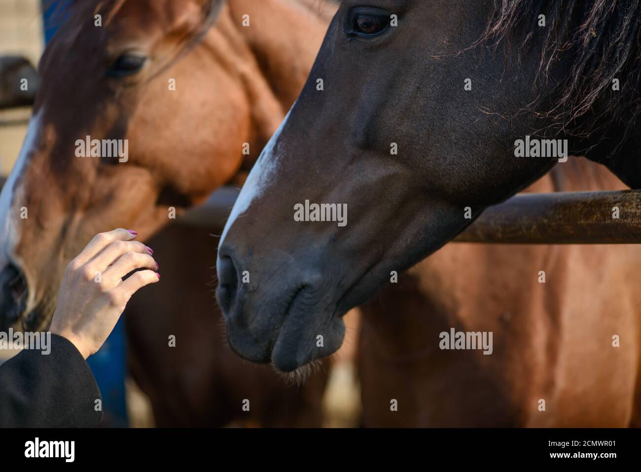 Mano umana vicino al muso del cavallo. Mano dell'uomo che stropica il cavallo. Persone e cavalli. Foto Stock