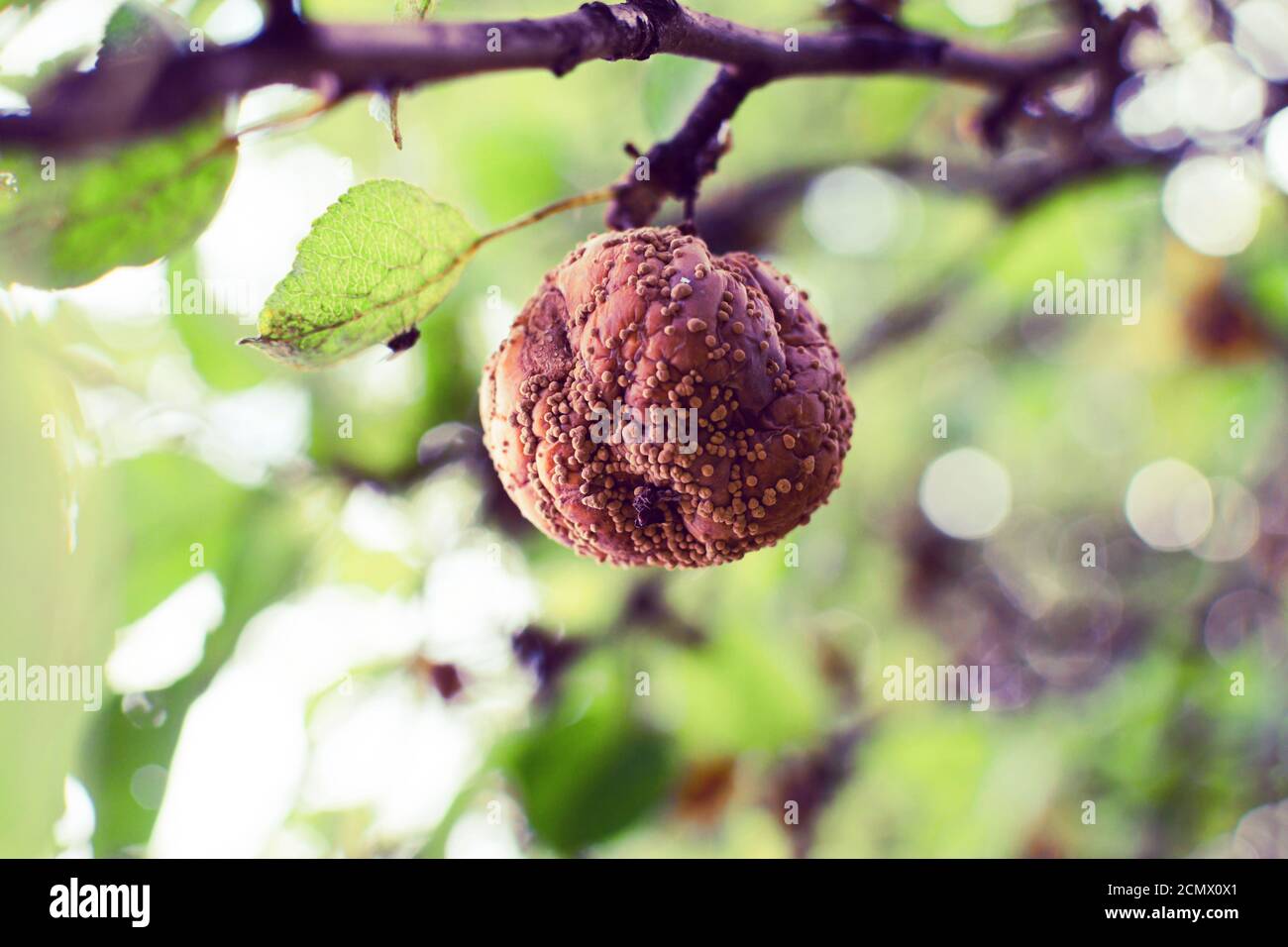 una mela brutta marcio marrone da vicino appesa su un filiale Foto Stock