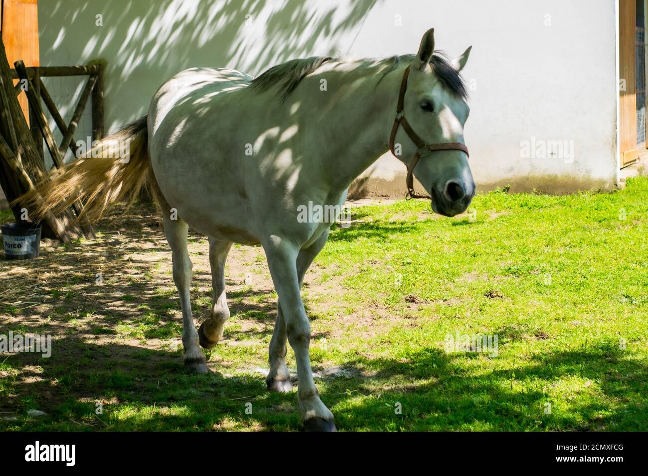 Cavallo bianco che cammina all'ombra di un albero in cerca del suo proprietario per nutrirlo, cavallo pronto per ricevere cure e cibo in fattoria. Horse approccio. Foto Stock