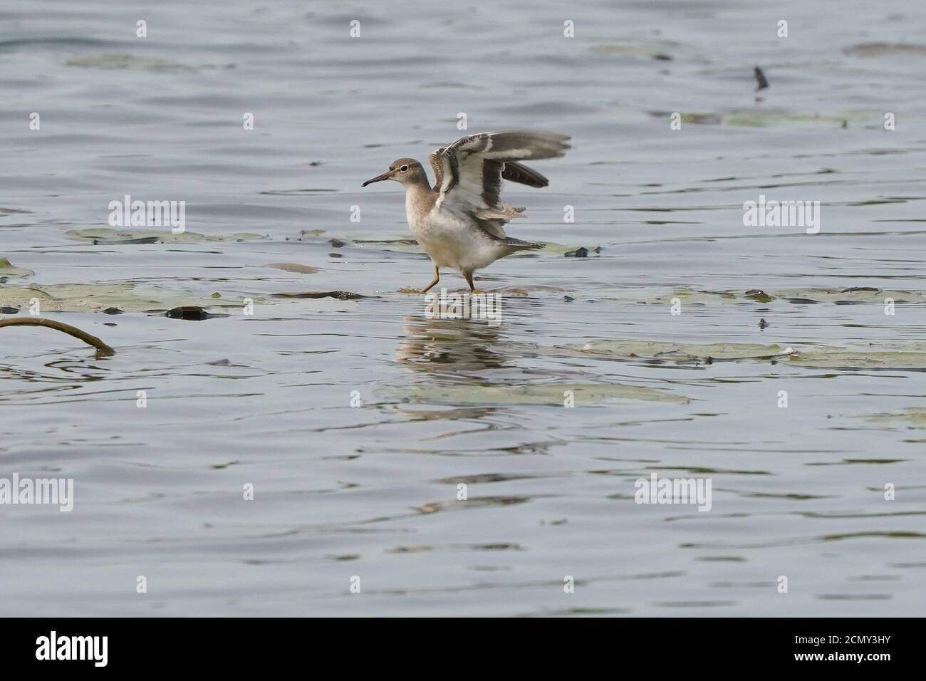 Sandpiper di Baird Foto Stock