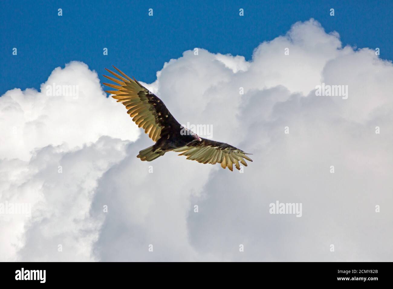 Un avvoltoio tacchino svetta sotto le drammatiche nuvole di cumuli in un cielo blu brillante. Foto Stock