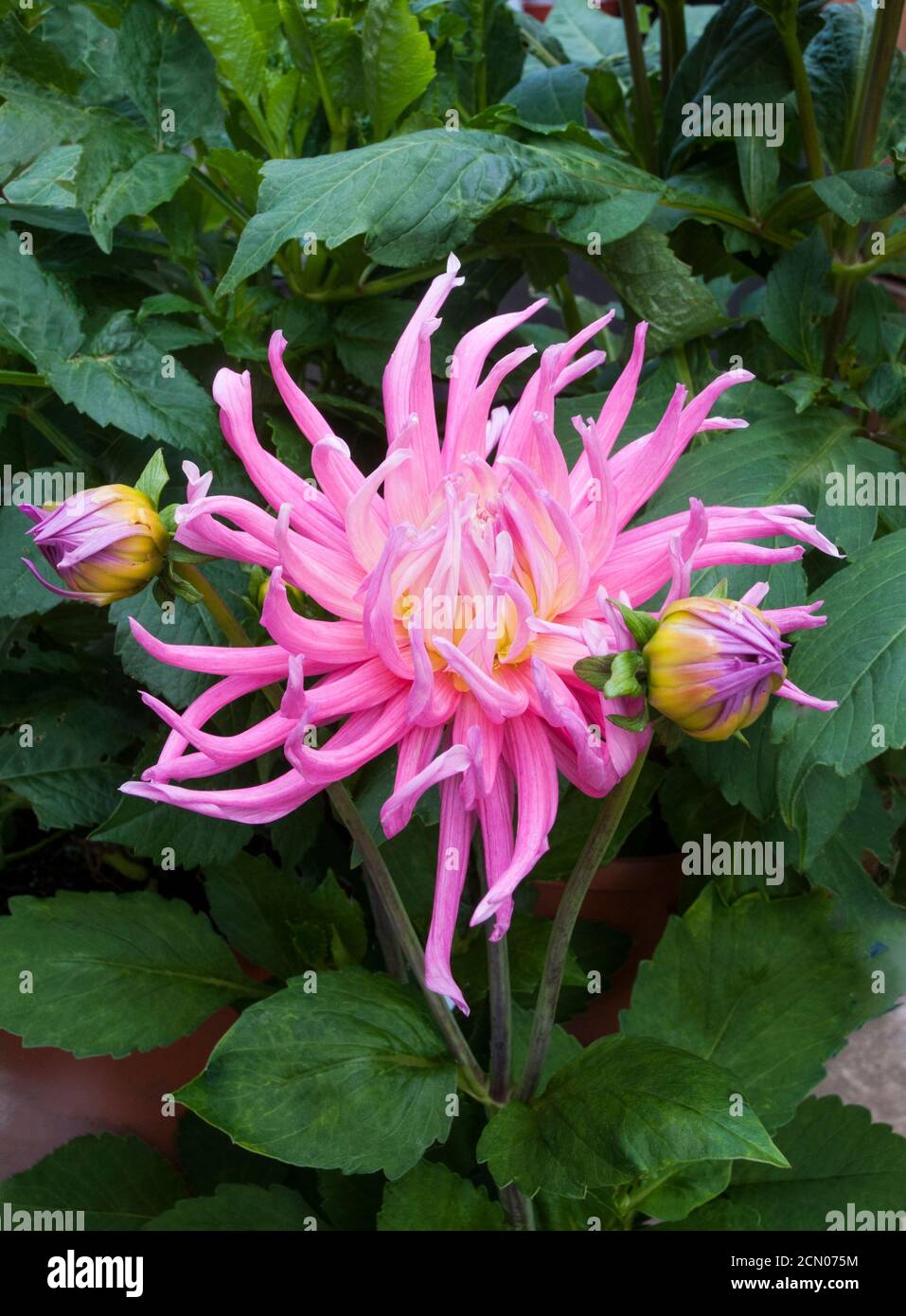 Primo piano di fiori e gemme di cactus dahlia Stars favorito. Una grande dahlia rosa e bianca completamente doppia che fiorisce durante l'estate in autunno Foto Stock