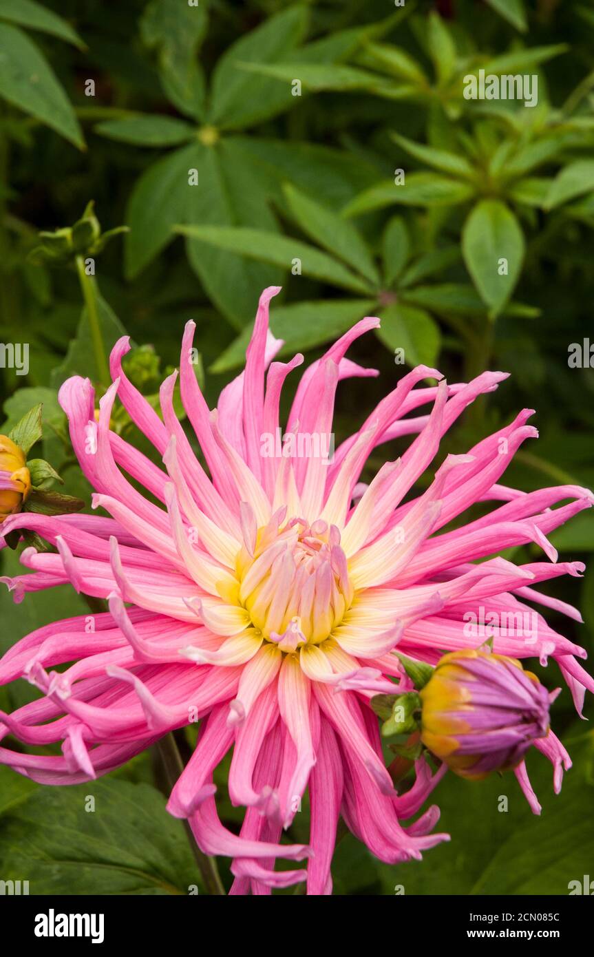 Primo piano di fiori e gemme di cactus dahlia Stars favorito. Una grande dahlia rosa e bianca completamente doppia che fiorisce durante l'estate in autunno Foto Stock
