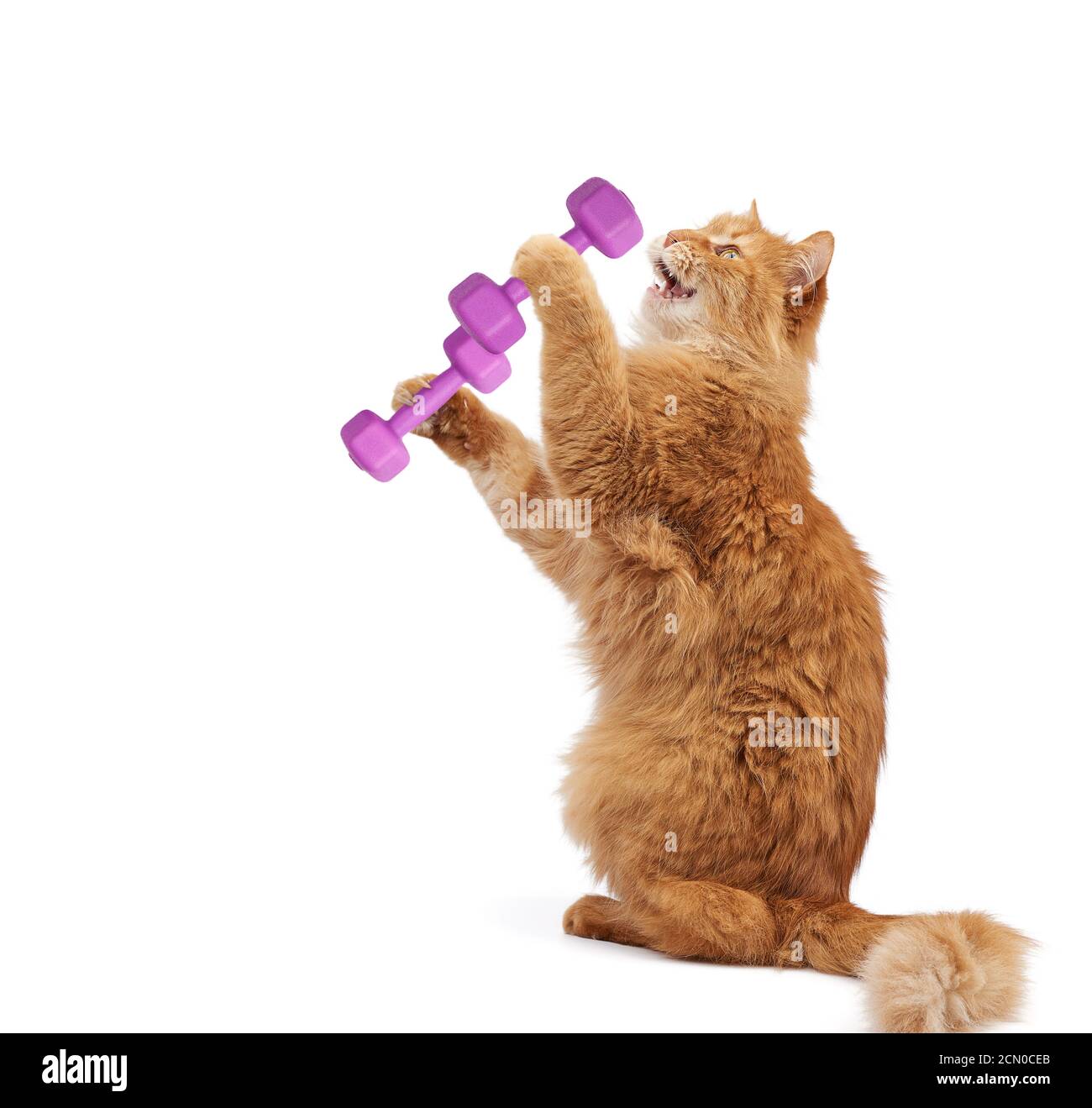 adulto morbido gatto rosso tiene lilla dumbbells per lo sport in le sue zampe Foto Stock