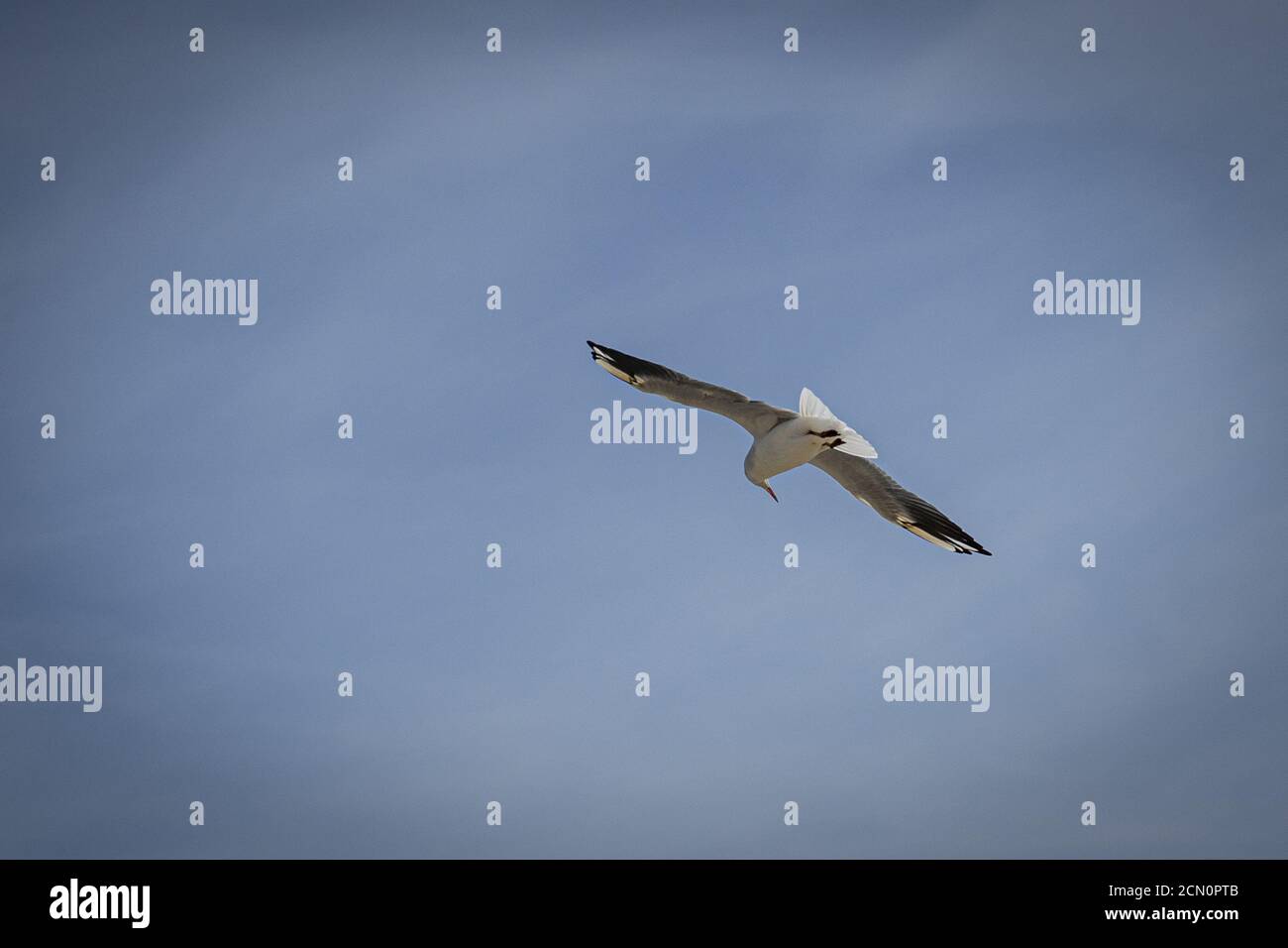 Seagull volare nel cielo blu - grande per sfondi Foto Stock