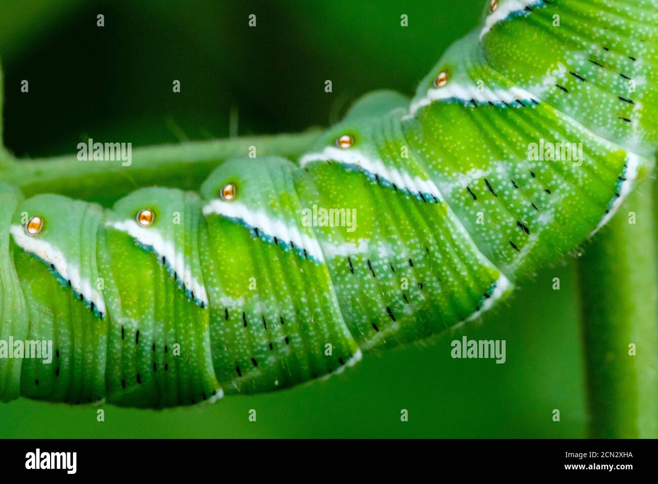 Corpo di larva di hornworm di pomodoro, manduca quinquemaculata verde caterpillar su una pianta di pomodoro, Ontario, Canada Foto Stock