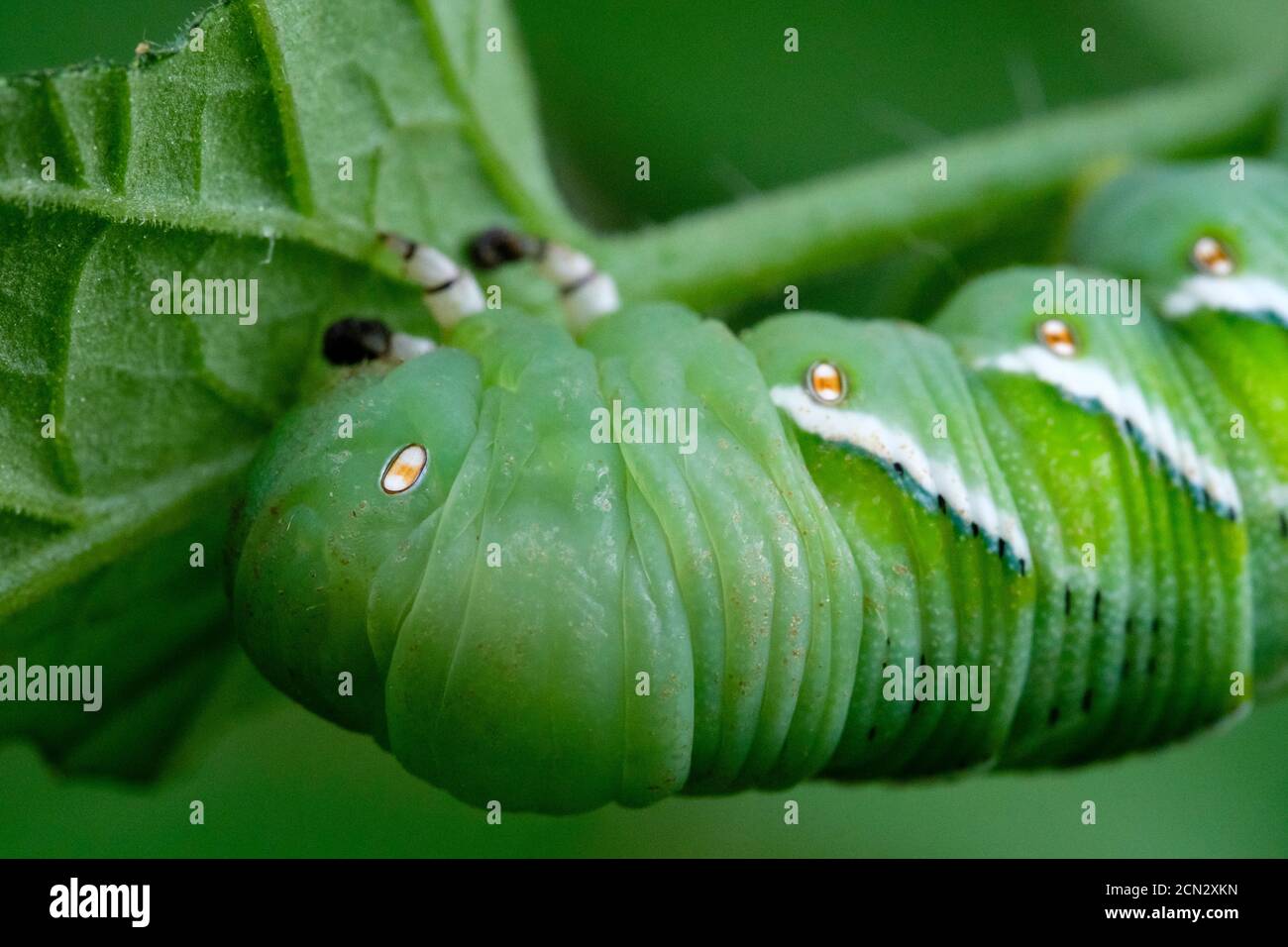 Capo di una larva di hornworm di pomodoro, Manduca quinquemaculata verde caterpillar su una pianta di pomodoro, Ontario, Canada Foto Stock