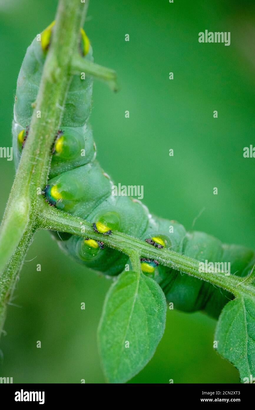 Cosce di larva di hornworm di pomodoro, manduca quinquemaculata verde caterpillar su una pianta di pomodoro, Ontario, Canada Foto Stock