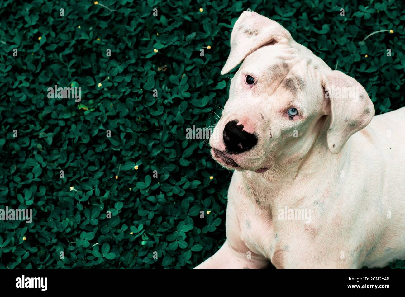 un bellissimo cucciolo bianco con occhio blu che ci guarda Foto Stock