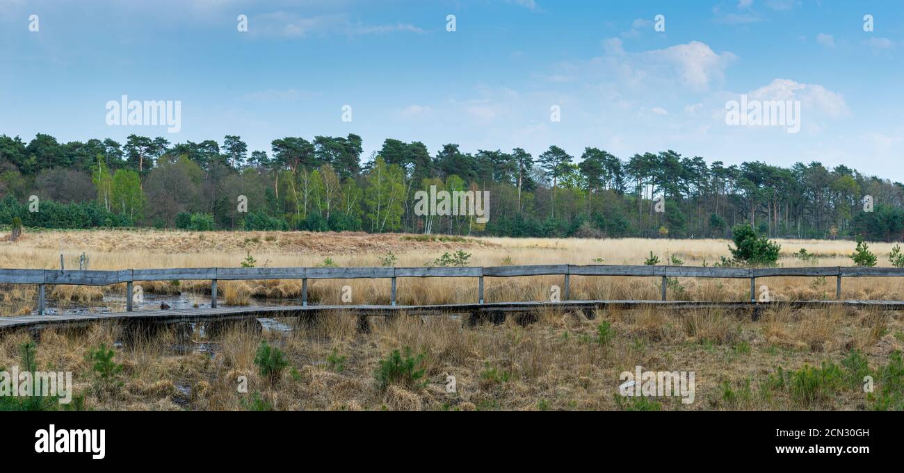 Escursioni nella brughiera della foresta di Diersfordt in primavera Foto Stock