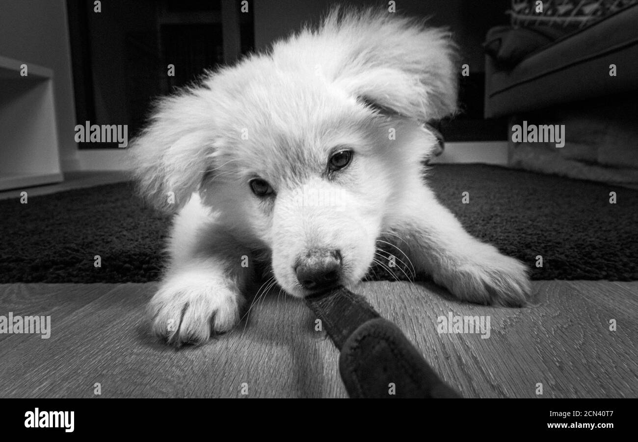 Cucciolo bianco germanico Foto Stock