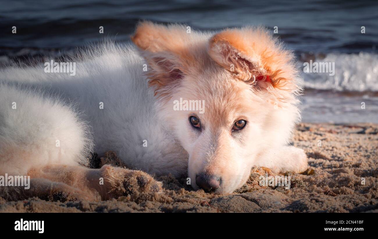 Cucciolo bianco germanico Foto Stock