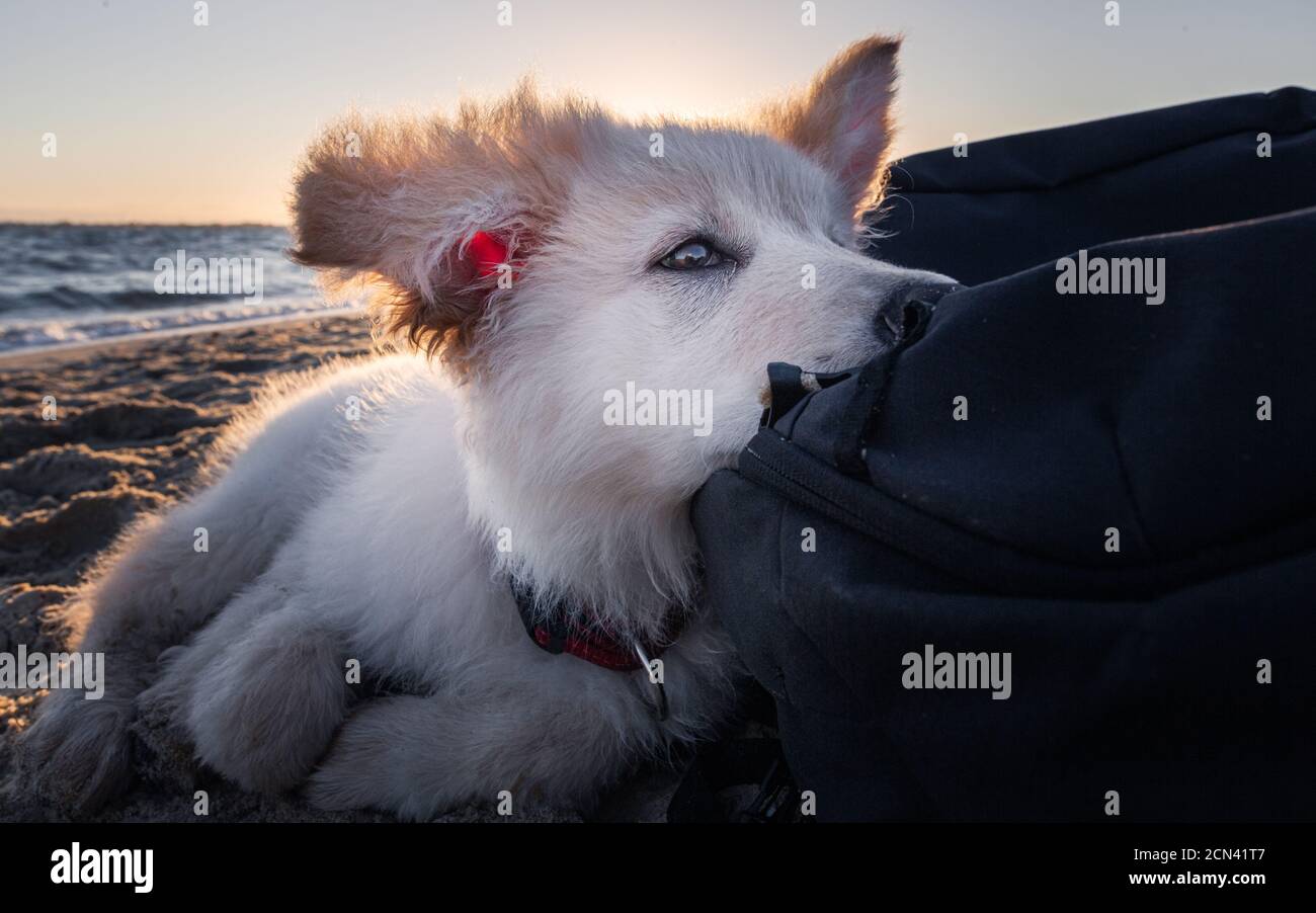 Cucciolo bianco germanico Foto Stock