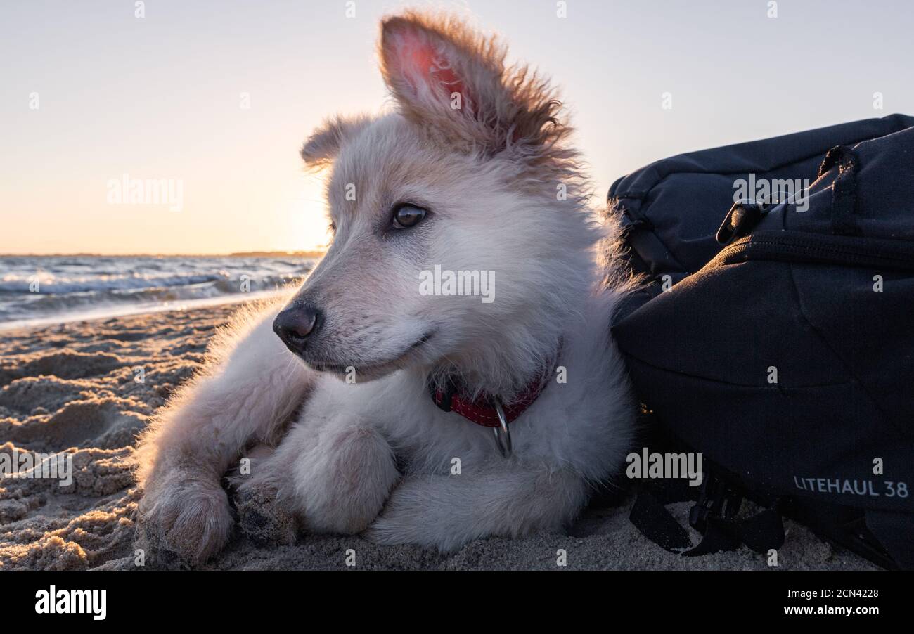 Cucciolo bianco germanico Foto Stock