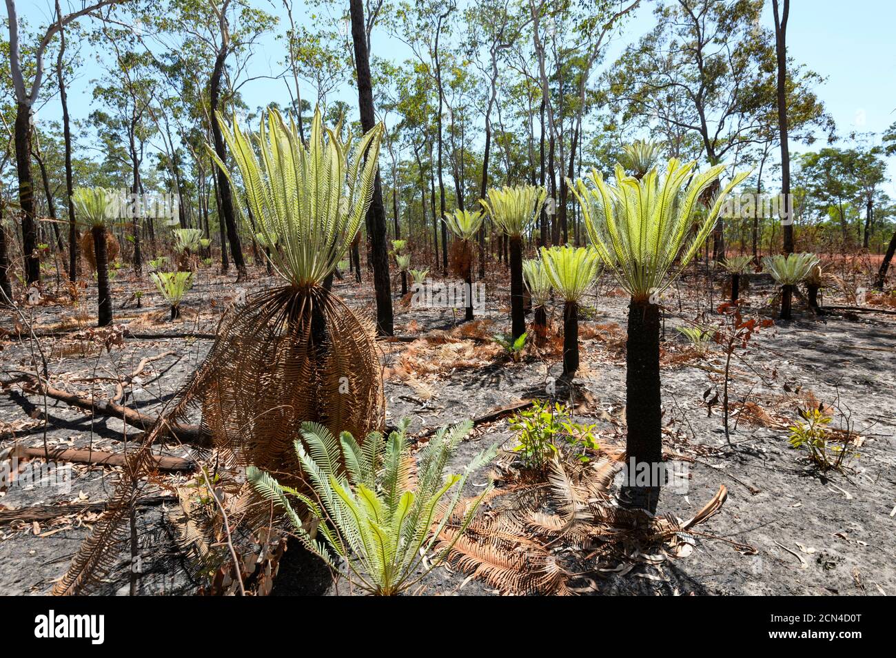 Verde brillante nuovi germogli di felci di albero ricrescita dopo un fuoco di fungo, Arnhem Land, territorio del Nord, Australia Foto Stock