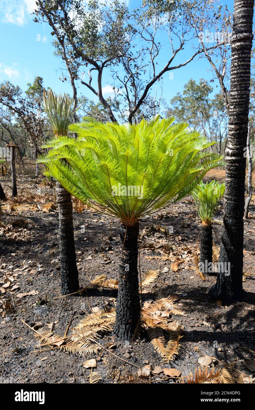 Verde brillante nuovi germogli di felci di albero ricrescita dopo un fuoco di fungo, Arnhem Land, territorio del Nord, Australia Foto Stock