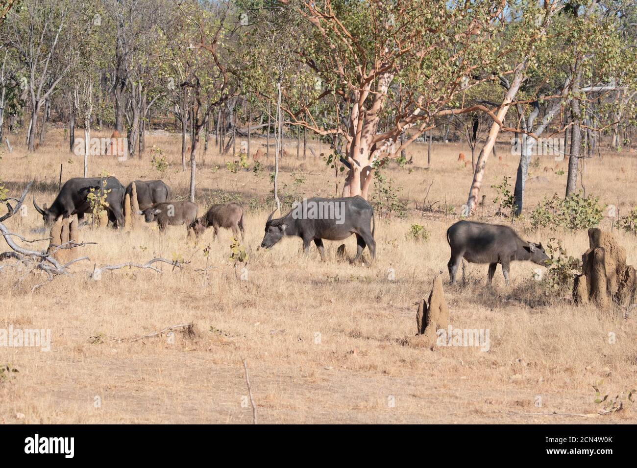 Una mandria di bubalis selvatici (Bubalus bubalis) pascolo, East Arnhem Land, Northern Territory, NT, Australia Foto Stock